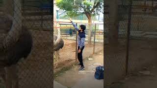 Kumaran Thangarajan Feeding Ostrich at Yelagiri ❤️ PS Kathir ❤️ [upl. by Shelman]