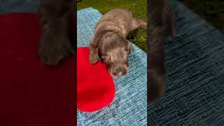 Meet Boris puppy dachshund cute lovemydachshund dachshundmom [upl. by Notsnorb52]