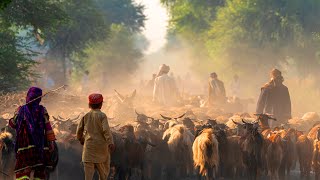 The Kyrgyz of Afghanistan Shepherding Tribes  Full Documentary [upl. by Boycey]