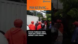 Pohon Tumbang Timpa Truk Box di Majalengka Sopir Tewas Kernet Luka Parah [upl. by Nata463]