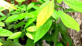 A cluster of Young AVOCADO plants  Persea americana [upl. by Ajssatan767]