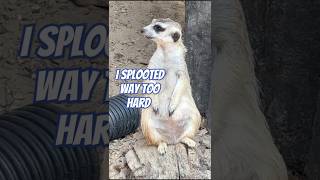 Meerkat sploots funnyanimals meerkat cuteanimals funnywildlife [upl. by Hsoj]