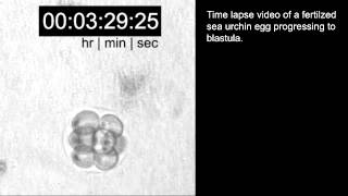 Timelapse video of fertilized sea urchin egg developing to bastula [upl. by Arrak]