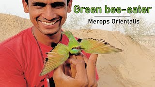 Green BeeEater Merops Orientalis [upl. by Cappella]