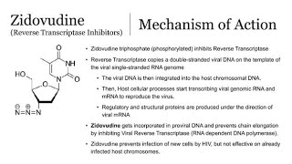 Pharmacology of Zidovudine  Clinical uses Mechanism of action and Side effects [upl. by Pelage]