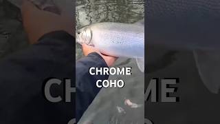 Chasing Chrome Coho [upl. by Aretha955]