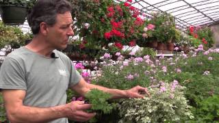 Growing Scented Geraniums In Containers [upl. by Adien]