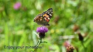 Creating a wildflower meadow [upl. by Atiuqaj]