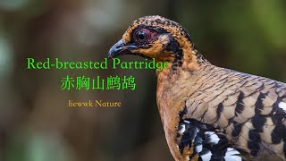 Redbreasted Partridge 赤胸山鹧鸪  liewwk Nature [upl. by Inesita]