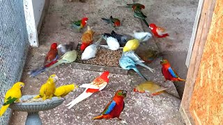 Afrecan Lovebird amp Rosella Birds Breeding Setup  How To Breed Lovebird In Open Aviary BirdCage [upl. by Erlond504]