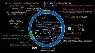 Hücre Döngüsünün Kontrolünün Kaybolması Kanser Biyoloji  Hücreler [upl. by Candi]