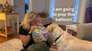 Lily Experiences Helium for the first time Dog attacks floating Balloon with Mama you sound funny [upl. by Foah]