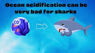 Sharks smelly dilemma  Pills of Animal Physiology [upl. by Fisoi]