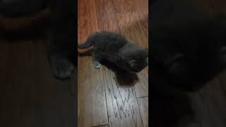 3 Polydactyl Maine Coon Kittens learning how to walk [upl. by Darryl616]