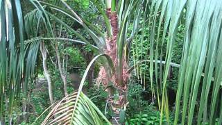 Howea forsteriana Large Kentia Palm [upl. by Lebisor]