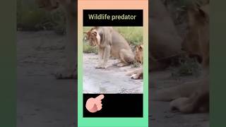 Lioness got a fun 😅animals loin amazing wildlife [upl. by Namreg]