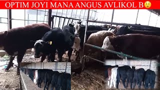 ANGUS AVLIKOL BUQALARI KOTTA PARTIYA K 😲🏃📞 998 95 107 20 94 [upl. by Araed]