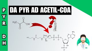 Decarbossilazione ossidativa del piruvato [upl. by Asle]