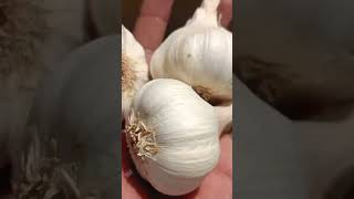 नीमच मण्डी लहसून भाव  Today garlic price  shorts vlog viral mandibhavraj [upl. by Ahsiryt]