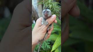 Cute Marmoset 🐒💕❤️Finger marmoset [upl. by Kurzawa789]