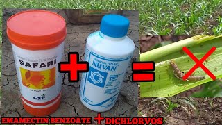 NUVANDichlorvos 76�  SAFARIEmamectin Benzoate 5  INSECTICIDE WITH PROOF मक्का की फसल [upl. by Paradies25]