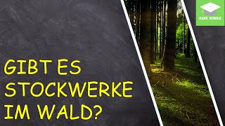 Lernvideo Stockwerke des Waldes [upl. by Steffane]