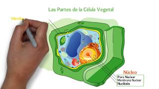 Las Partes de la CÉLULA VEGETAL 🦠 👩‍🔬 [upl. by Algernon]