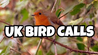 Learn to Identify 12 UK Bird Songs A Beginners Guide [upl. by Beebe309]