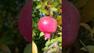 Glashaus Herbst Ernte Granatapfel Frucht Malum Punica granatum [upl. by Aley]