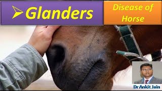 THE quotGLANDERquot  DISEASE OF HORSE [upl. by Atorod]