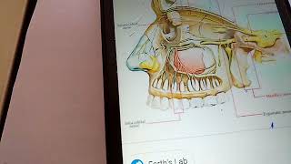 CONTENTS of pterygopalatine fossa THE MAXILLARY NERVE simple explanation part 1 [upl. by Lehman]