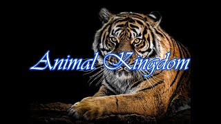 Animal Kingdom [upl. by Trainer]