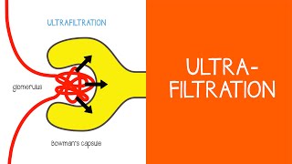 21 Renal Ultrafiltration [upl. by Iarahs]