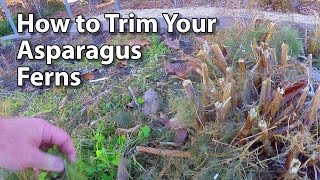 How to Trim Asparagus Ferns  The Asparagus Haircut [upl. by Conlin648]