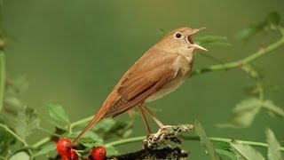 Nachtegaal  Common Nightingale singing [upl. by Cordelia]