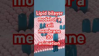 Lipid bilayer model of Cell membrane 3danimation [upl. by Onez968]