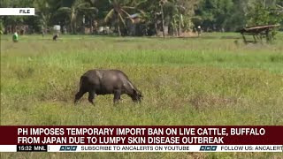 PH imposes temporary import ban on live cattle from Japan due to lumpy skin disease outbreak  ANC [upl. by Haldis]