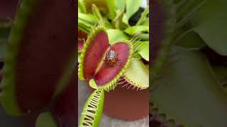 Venus flytrap plant eats 🪰 Insect eating carnivorous plant in action shorts [upl. by Ahse800]