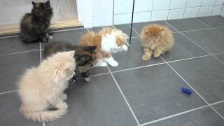 Persian kittens playing with bug [upl. by Misty]