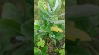 Calotropis  Mode of Pollination  Herkogamy  pollination crosspollination [upl. by Ladnik]