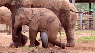 Adorable Playful Baby Elephant Jun  ElephantNews [upl. by Asilrahc]