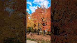 At Shawinigan parcautumm autumnfoliage park [upl. by Lubow]