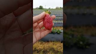 Best Strawberry Tanghulu Bite Farming farming gardening [upl. by Octavian]