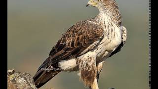 Audio del Águila perdicera HD [upl. by Anaher]