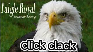 laigle Royal 🦅CLICKCLACK 🏌️✨ [upl. by Icul]