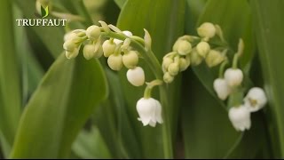 Le muguet  comment planter ou replanter du muguet   Truffaut [upl. by Thrasher]