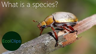 Species Concepts Explained in Short  EcolClips [upl. by Zielsdorf791]