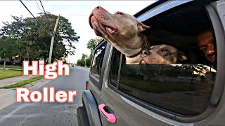 This Is How We Ride American Bully Style puppy xlamericanbully americanbully dog vlog vlogger [upl. by Adnim]