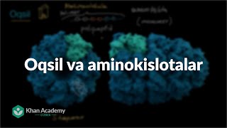 Oqsil va aminokislotalar  Biologiya asoslari  Yuqori sinf biologiyasi [upl. by Aehcsrop974]