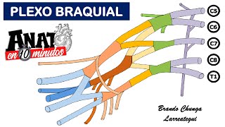 PLEXO BRAQUIAL  Proyecto ANATO EN 10 MINUTOS [upl. by Othilie]